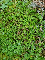 Leptinella calcarea, photograph author not stated, no rights reserved