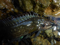 Acanthoclinus fuscus