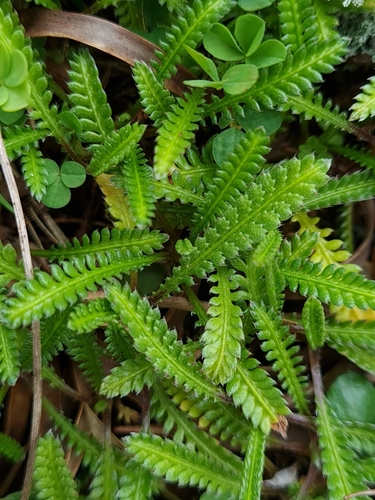 Leptinella calcarea, photograph 6
