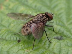 Haematobosca stimulans