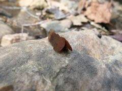 Pycnopsyche gentilis