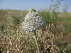 Allium guttatum guttatum