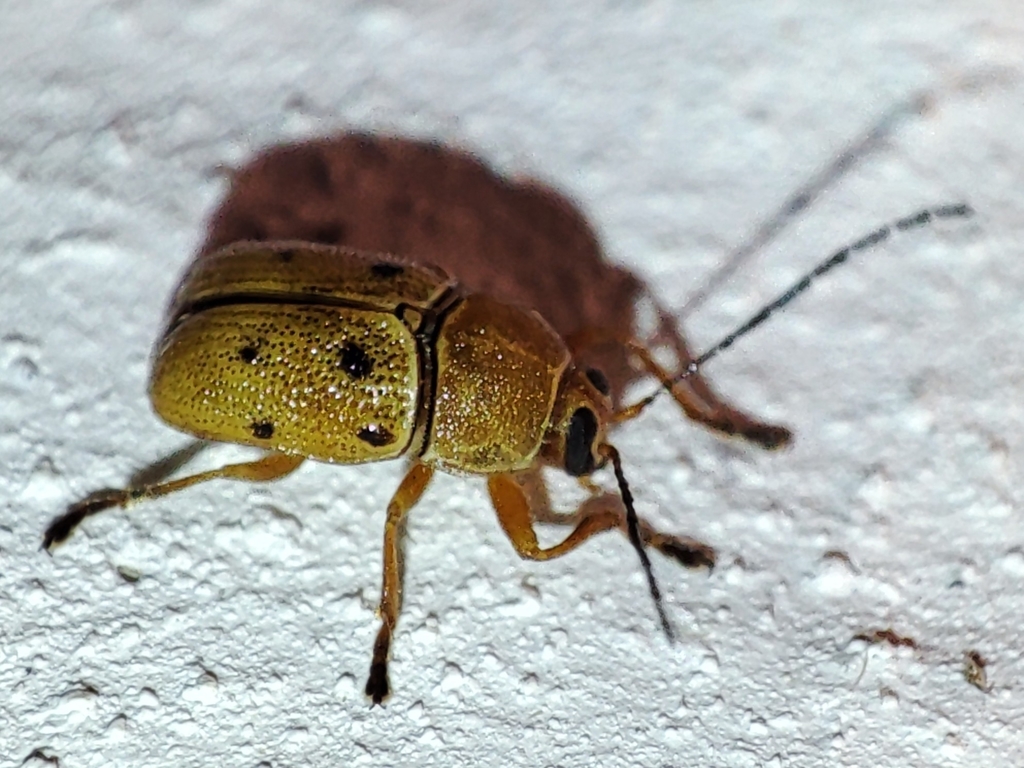 Cryptocephalus octomaculatus