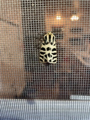 Apantesis incorrupta