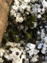 Bryum dichotomum
