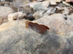 Pycnopsyche gentilis