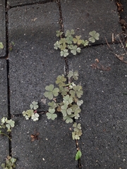 Oxalis corniculata