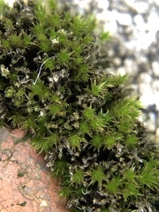 Bryum dichotomum