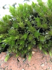 Bryum dichotomum