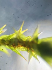 Bryum dichotomum