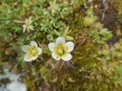 Saxifraga aspera