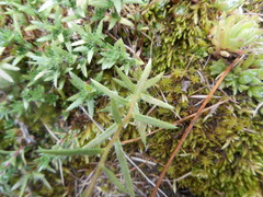 Saxifraga aspera