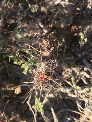Echinocereus berlandieri