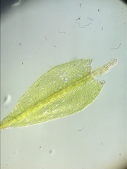 Bryum dichotomum