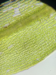 Bryum dichotomum