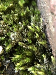 Bryum dichotomum