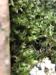 Bryum dichotomum