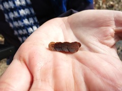 Pycnopsyche gentilis