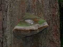 Fomitiporia hartigii