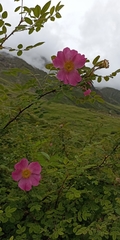Rosa macrophylla