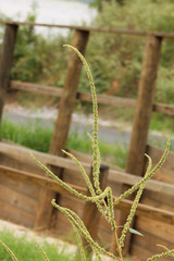 Amaranthus tuberculatus
