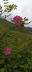 Rosa macrophylla