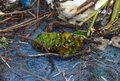 Salvinia molesta