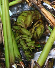 Salvinia molesta