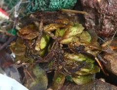 Salvinia molesta