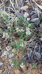 Thymus sibthorpii