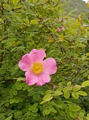 Rosa macrophylla