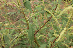 Amaranthus tuberculatus