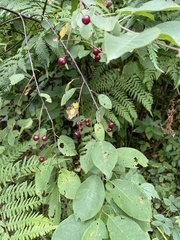 Prunus virginiana