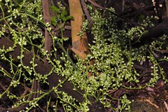 Gnetum luofuense