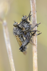 Eutolmus rufibarbis