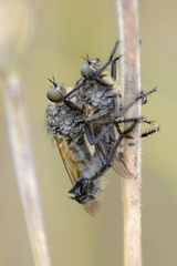 Eutolmus rufibarbis