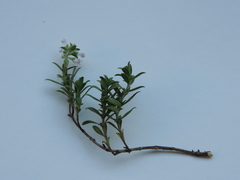 Thymus sibthorpii