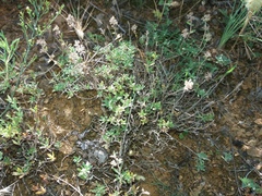 Thymus sibthorpii