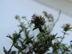 Thymus sibthorpii