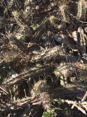Echinocereus berlandieri