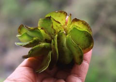 Salvinia molesta