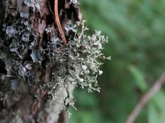Ramalina vogulica