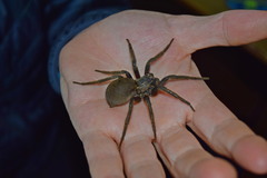 Dolomedes schauinslandi
