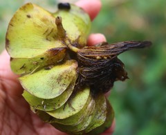 Salvinia molesta