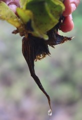 Salvinia molesta