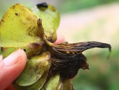 Salvinia molesta