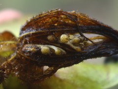 Salvinia molesta