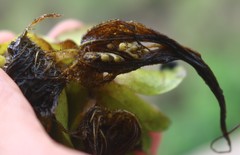 Salvinia molesta