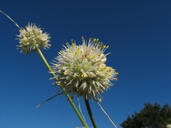 Allium horvatii