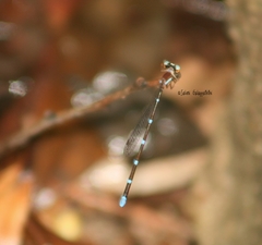 Ceylonosticta brincki